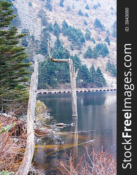 A big deadwood in the lake