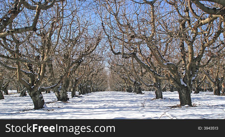 Apple trees barren of leaves in with with snow on ground. Apple trees barren of leaves in with with snow on ground.