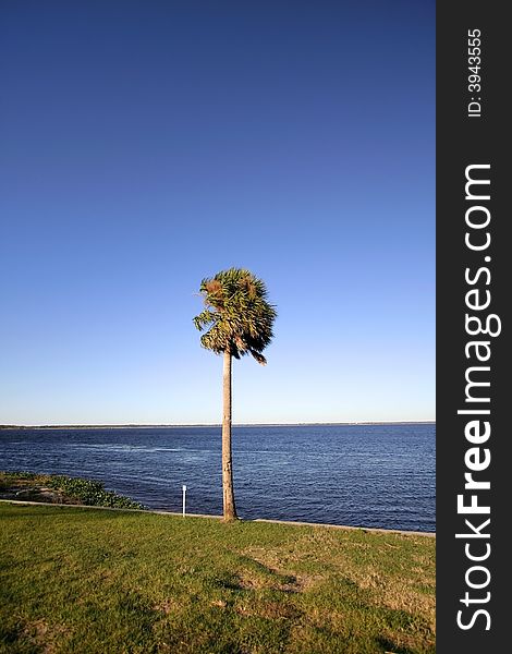 Single palm tree by the lake during hot summer day