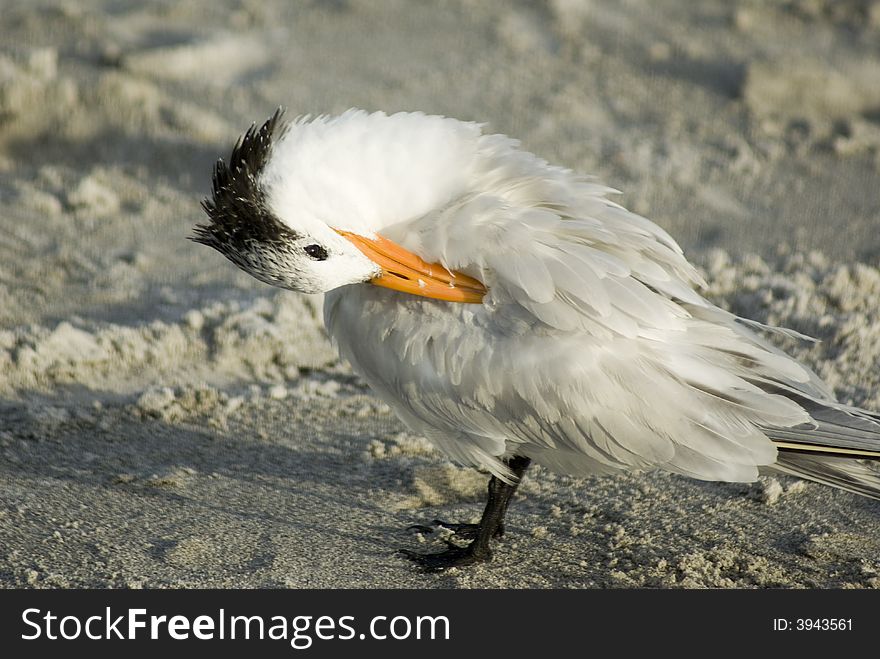 Royal Tern preening feathers in the sand of Florida. Royal Tern preening feathers in the sand of Florida