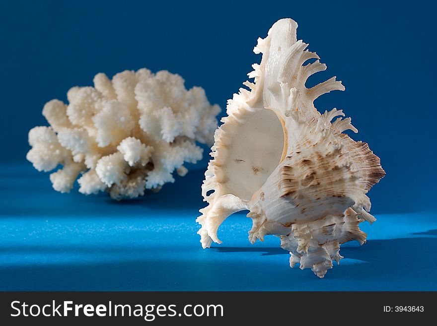 Seashell and coral on blue background