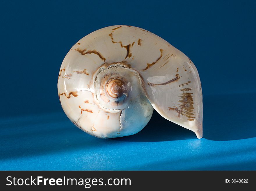 Seashell on blue background under sunbeam