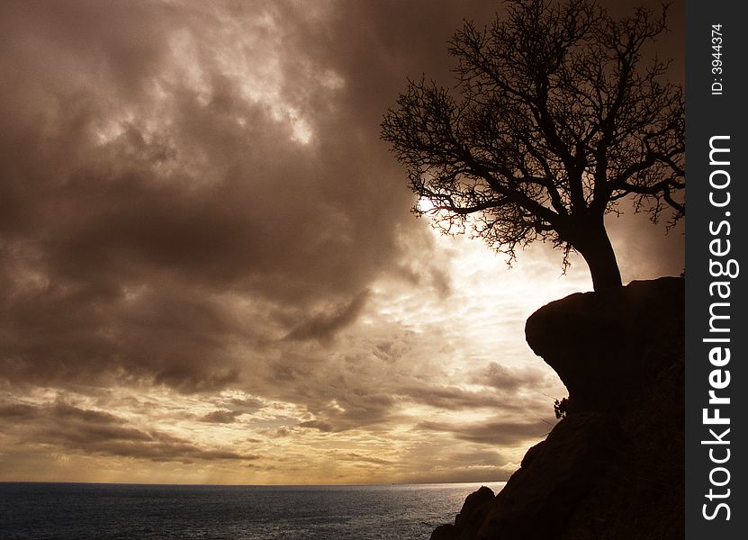 Lonely tree on a rock. Ukraine, New Light (Novyi Svet).