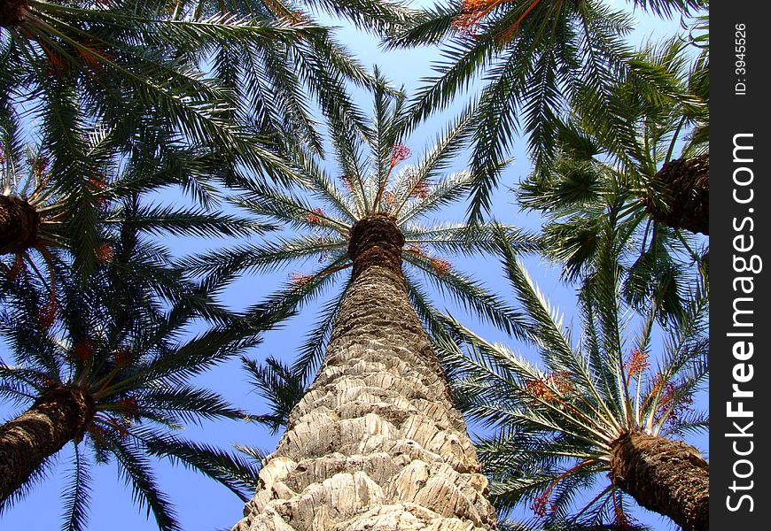 The palm tree in the tropical climate