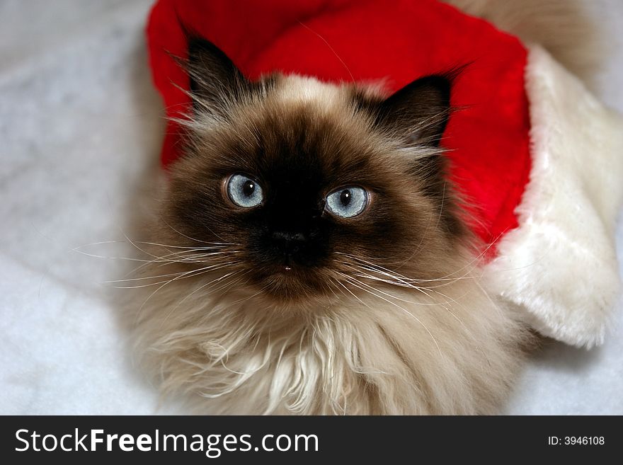 Curious looking himalayan cat looking at viewer with big blue eyes on fake snow. Curious looking himalayan cat looking at viewer with big blue eyes on fake snow