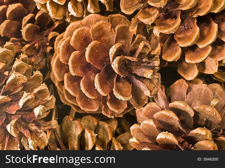Background image of pine cones. Background image of pine cones