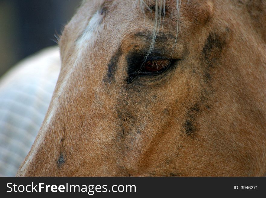 Horse walking around in his paddock