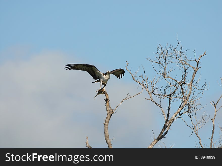 A large male osprey lands on a bare branch with a fish held tightly in it's talon. A large male osprey lands on a bare branch with a fish held tightly in it's talon.