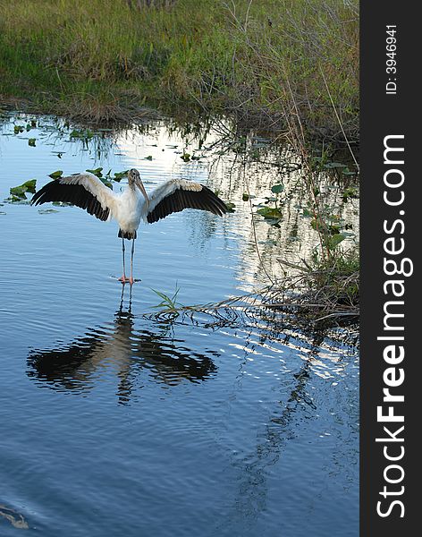 A large wood stork spreads it's wings over the water on a clear day in the Everglades.