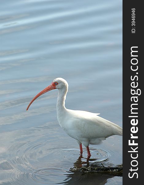 A white ibis wading in shallow water in search of a passing meal.
