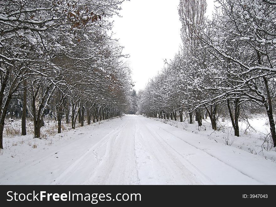 Beautiful winter wood and road