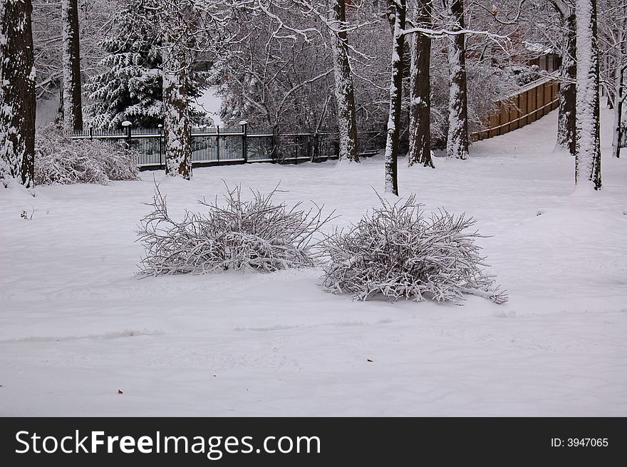 An image of a couple of shrubs covered in snow. (Taken at Brampton, Ontario, Canada). An image of a couple of shrubs covered in snow. (Taken at Brampton, Ontario, Canada)