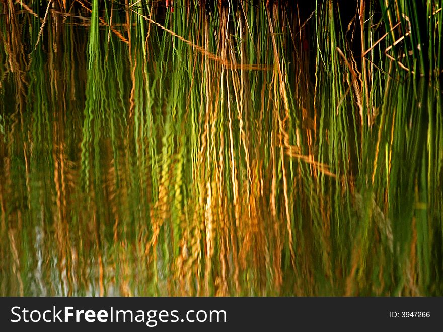 Reflection of tall grass in the pond