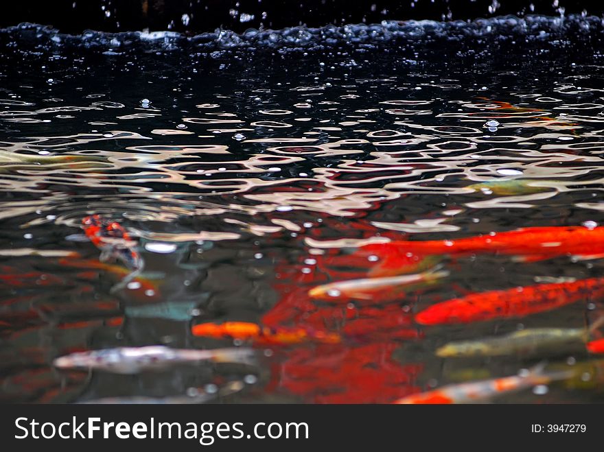 Koi Fish Swimming In The Pond