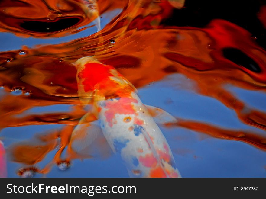 Koi Fish Swimming In The Pond