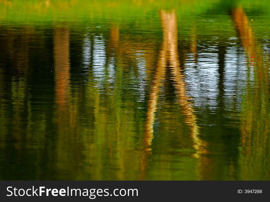 Tree reflection in the ponds