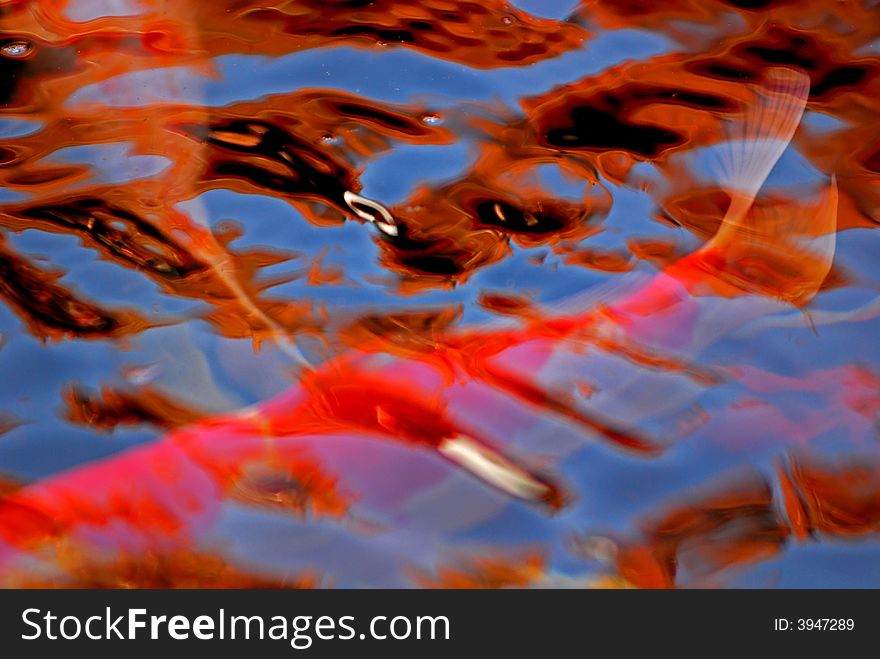 Koi fish swimming in the ponds