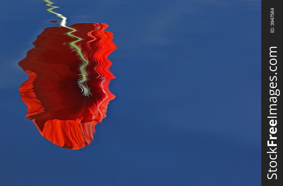 Poppy in the sun and water