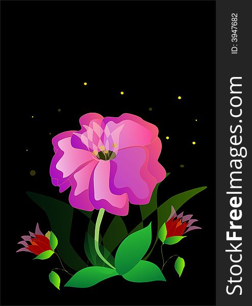 Flowers on the black background