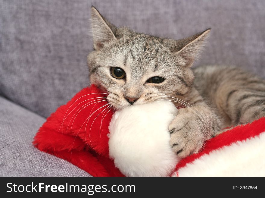 The grey cat plays with a New Year's cap