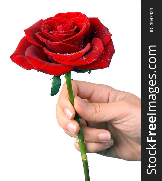 Close-up Of A Red Rose With Droplets