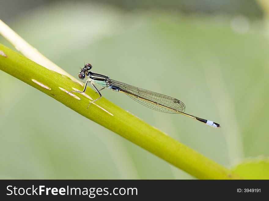 A damselfly is having a rest