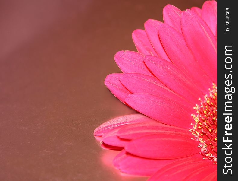 Gerbera against a pink paper background. Gerbera against a pink paper background