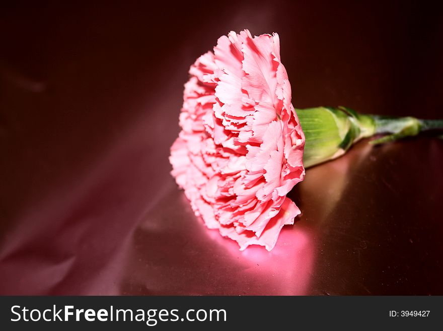 Carnation against a pink paper background. Carnation against a pink paper background