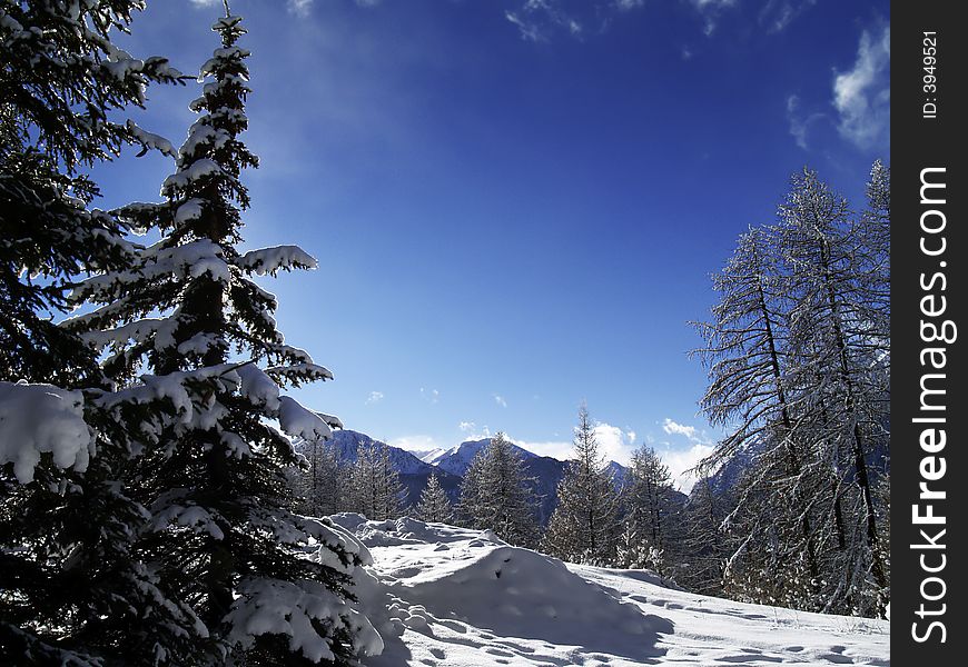 A fire-tree forest covered by fresh snow in the Alps. A fire-tree forest covered by fresh snow in the Alps