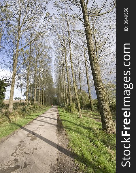 A country road through an avenue of trees.