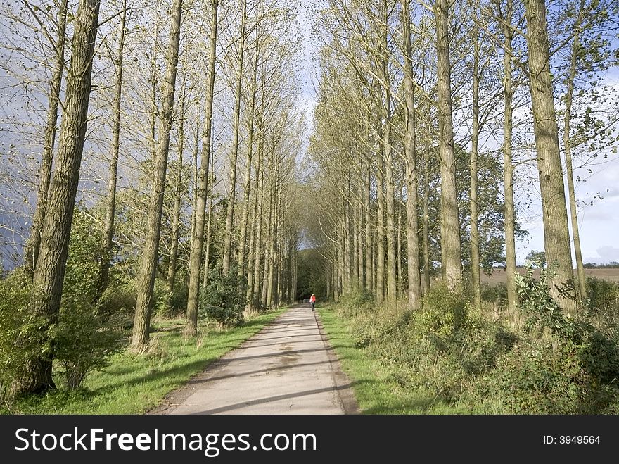 A country road through an avenue of trees.