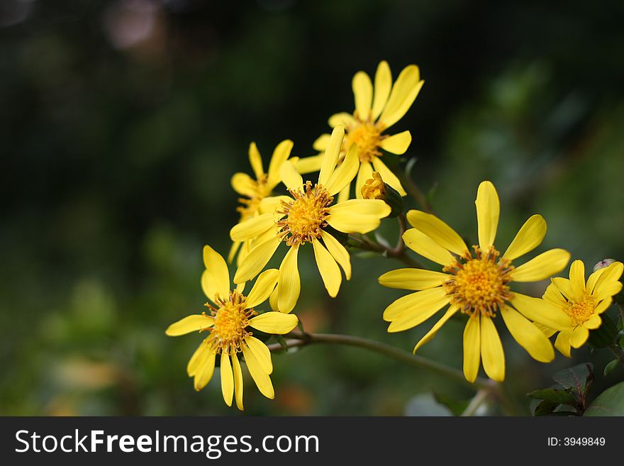 Chrysanthemums