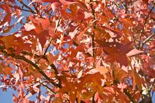 Red Autumn Leaves Royalty Free Stock Images Red Autumn Leaves Royalty Free Stock Images