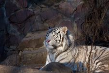 Amur Tiger Royalty Free Stock Photography Amur Tiger Royalty Free Stock Photography