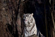 Amur Tiger Stock Photography Amur Tiger Stock Photography