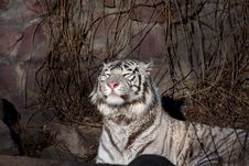 Amur Tiger Stock Photography Amur Tiger Stock Photography