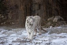 Amur Tiger Royalty Free Stock Photo Amur Tiger Royalty Free Stock Photo