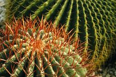 Cacti Stock Photography