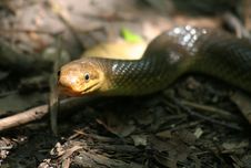 Snake Stock Photography Snake Stock Photography