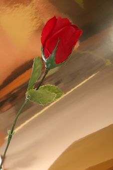 Rose Art Stock Photo Rose Art Stock Photo