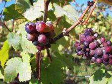 Grapes On A Vine Royalty Free Stock Image Grapes On A Vine Royalty Free Stock Image