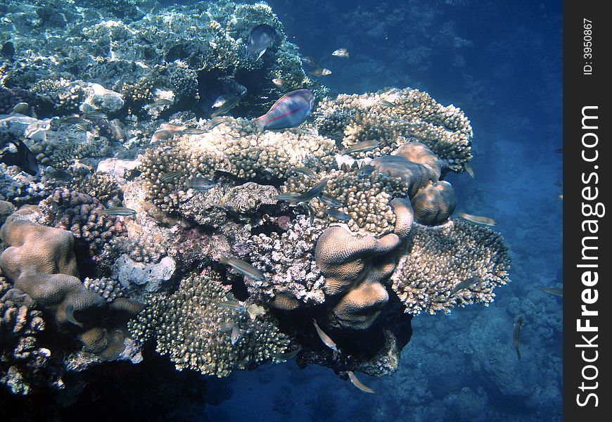 Underwater shooting. Coral reef and fishes above abyss. Underwater shooting. Coral reef and fishes above abyss