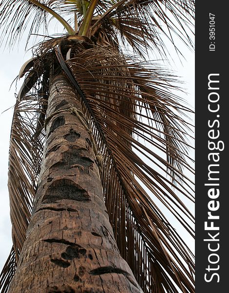 Looking up at a large palm tree