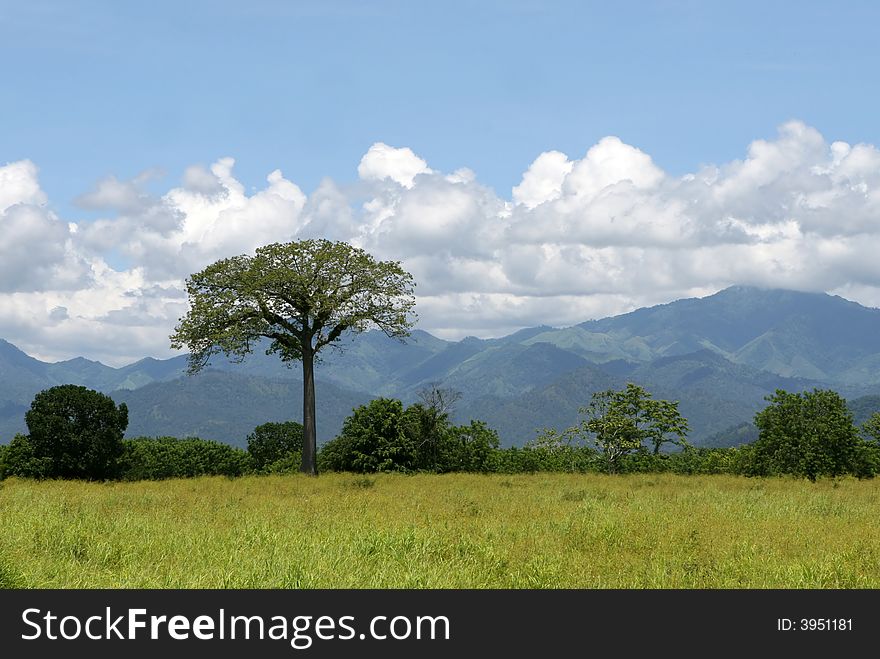 A large tree stands alone on a vast plain. A large tree stands alone on a vast plain