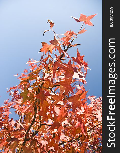 Image of Autumn red leaves and blue sky. Image of Autumn red leaves and blue sky