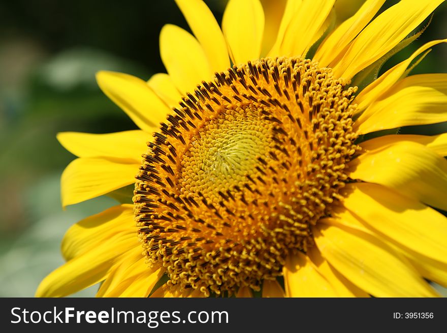 Sunflower to serve as background