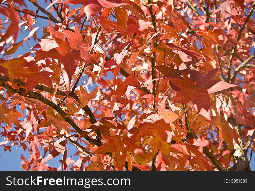 Image of Autumn red leaves and blue sky. Image of Autumn red leaves and blue sky