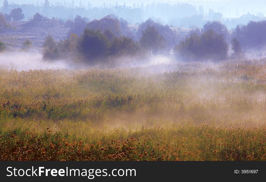 Morning fog on a marge of a wood