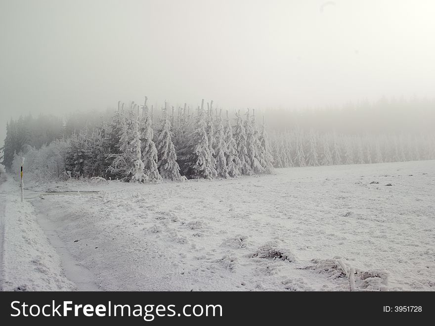 Wood in winter and fog