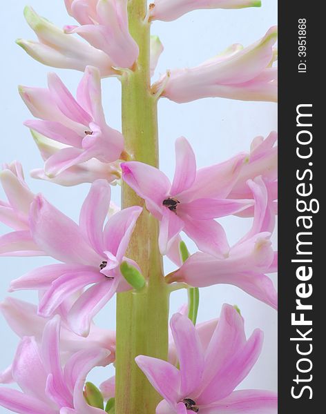 Image of pink hyacinth flower. Image of pink hyacinth flower